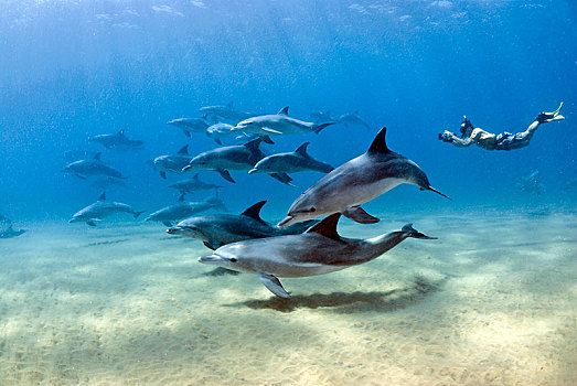 宽吻海豚,海豚,鱼群,水下呼吸管,南非,非洲