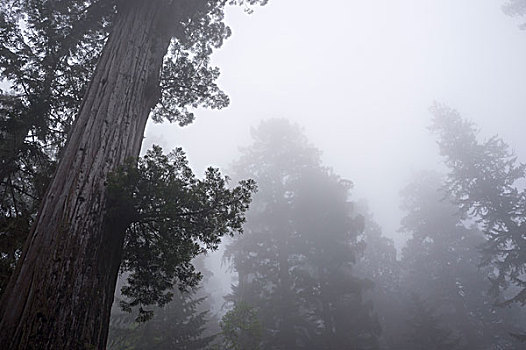 红杉,瓢虫,小树林,雾,草原小溪红杉州立公园,国家,州立公园,加利福尼亚