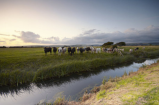 英格兰,德文郡,湿地,牛,放牧,旁侧,排水,沟,边缘,北方,日落