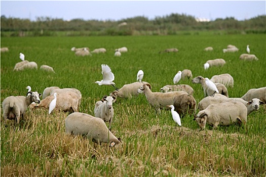 漂亮,成群,绵羊,白色,鸟,上方,背影