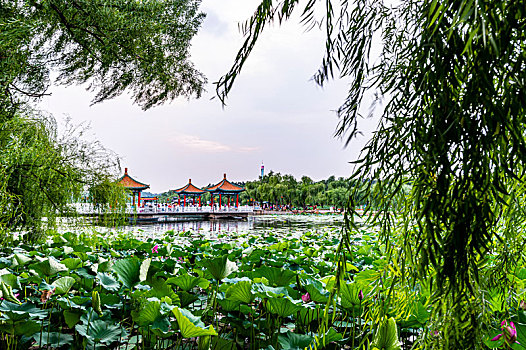 荷花盛开的中国长春南湖公园风景