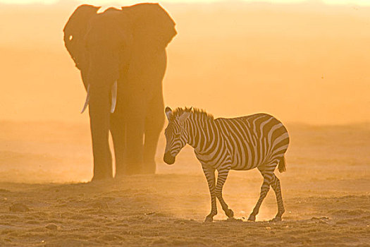 斑马,大象,非洲象,尘土,日落,场景,马赛马拉,肯尼亚
