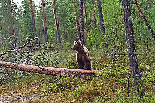 棕熊,树干,北方,卡瑞里亚,芬兰,欧洲