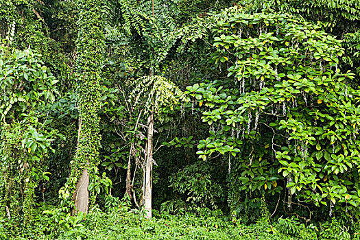 树,低地,雨林,山,公园,沙巴,婆罗洲,马来西亚