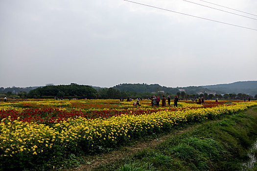 百日菊,硫华菊－花海