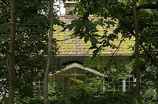 树,房子,瑞典