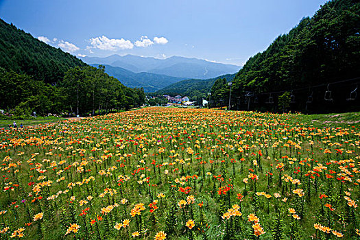 盛开,草原,百合