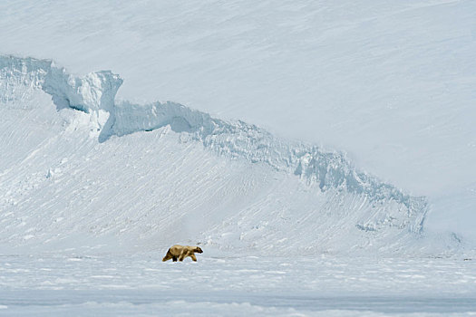 北极熊,走,积雪,巴伦支海,岛屿,斯瓦尔巴特群岛,挪威