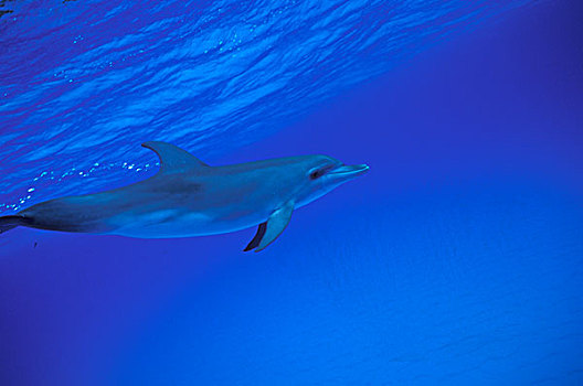 加勒比,巴哈马,斑海豚