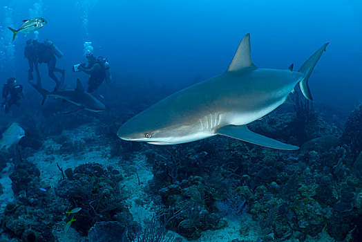 潜水,观注,两个,加勒比礁鲨,珊瑚礁,海湾群岛,洪都拉斯,中美洲