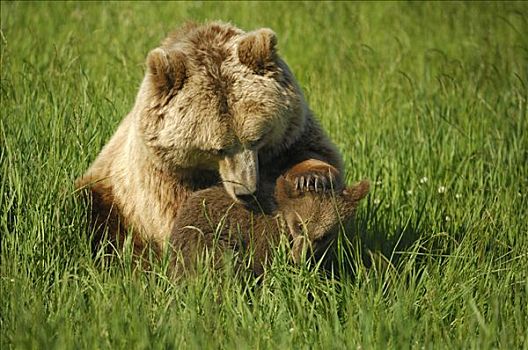 棕熊,玩,幼兽