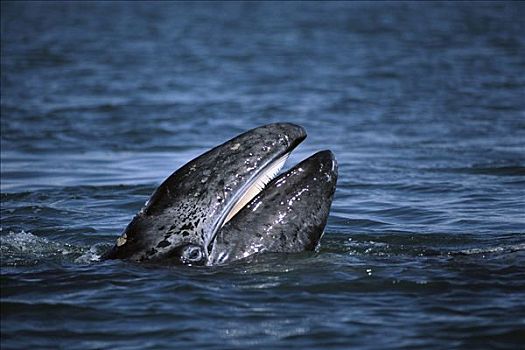 灰鲸,表面,张嘴,展示,鲸须,北下加利福尼亚州,墨西哥