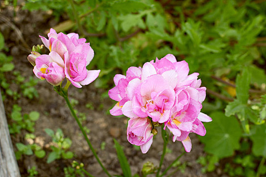 两个,簇,粉色,一对,小苍兰属植物,花
