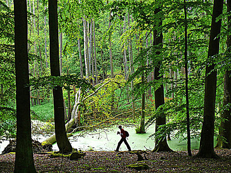 摄影师,湿地,山毛榉,树林,梅克伦堡前波莫瑞州,德国,欧洲