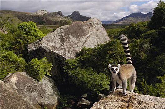 节尾狐猴,狐猴,肖像,脆弱,远眺,南,中心,马达加斯加