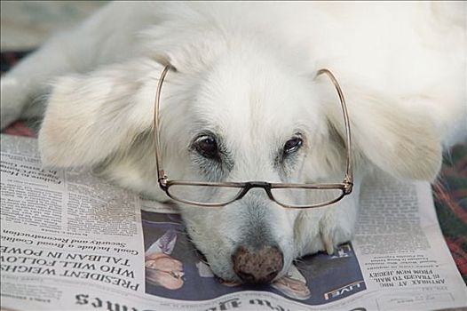 家犬,狗,白人男性,看,无聊,老花镜,报纸