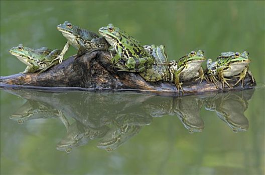 可食,青蛙,虎皮蛙,反射,水池