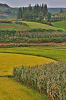 山谷,靠近,昆明,作物,稻米,玉米