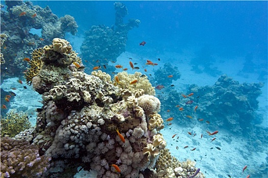 珊瑚礁,软,珊瑚,仰视,热带,海洋,蓝色背景,水,背景
