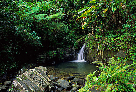 波多黎各,雨林,瀑布