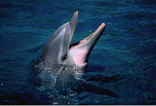 幼兽,宽吻海豚,佛罗里达,美国