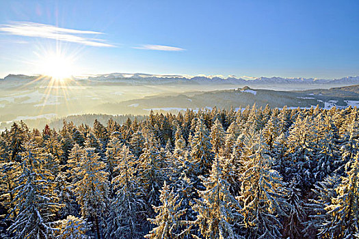 日出,上方,伯尔尼阿尔卑斯山,风景,积雪,冷杉,区域,伯恩高地,伯恩,瑞士,欧洲