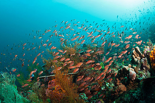 上方,珊瑚礁,金拟花鲈,科莫多国家公园,印度尼西亚