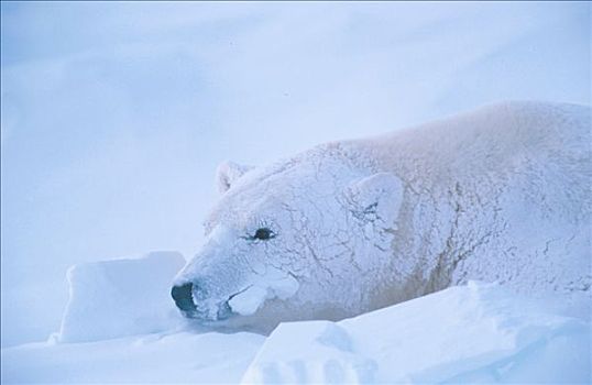 北极熊,卧,雪中,丘吉尔市,曼尼托巴,加拿大
