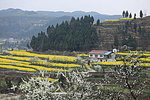 油菜花田