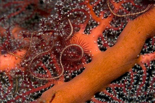 海蛇尾,柳珊瑚虫,菲律宾