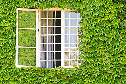 窗户,围绕,常春藤,遮盖,墙壁