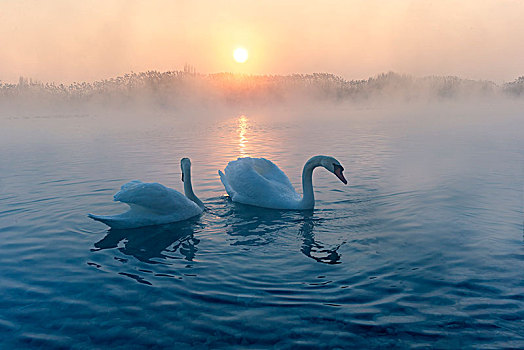 天鹅,尤鼻天鹅,温泉游泳,天鹅湖,雾气