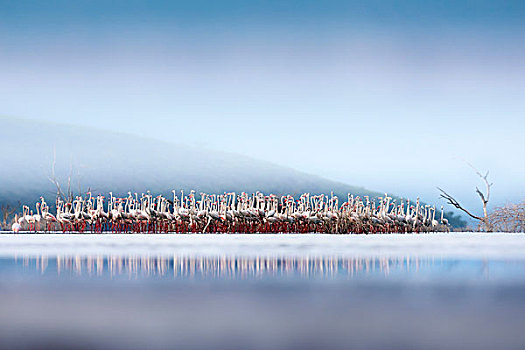 火烈鸟,柏哥利亚湖,肯尼亚
