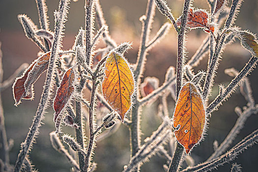 彩色,叶子,遮盖,霜,日出,寒冷,秋天,早晨