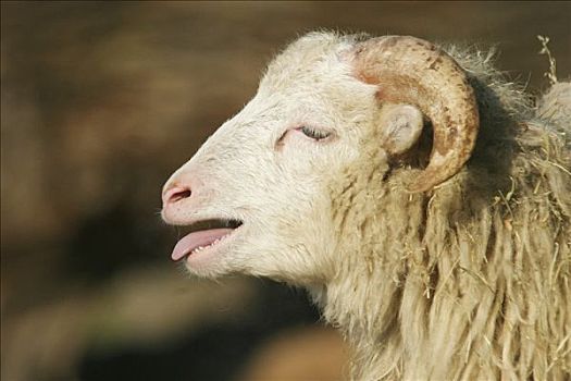 肖像,绵羊