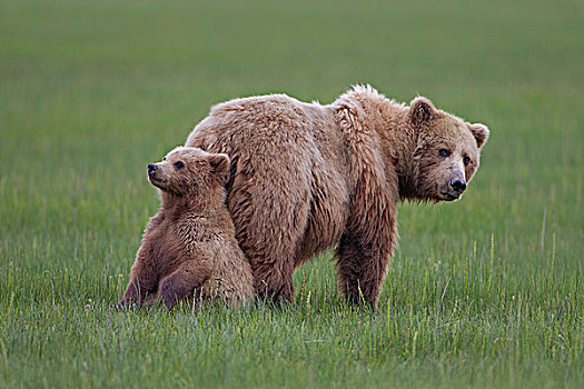 大灰熊,棕熊,母亲,幼兽,克拉克湖,国家公园,阿拉斯加