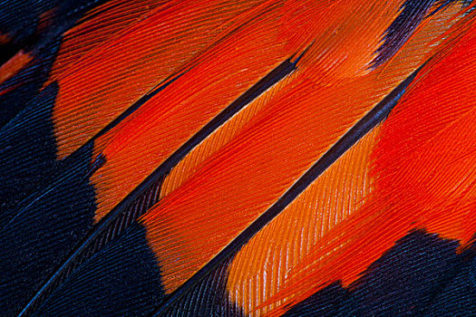 扇形展开,翼,羽毛,红色,橙色,黑色