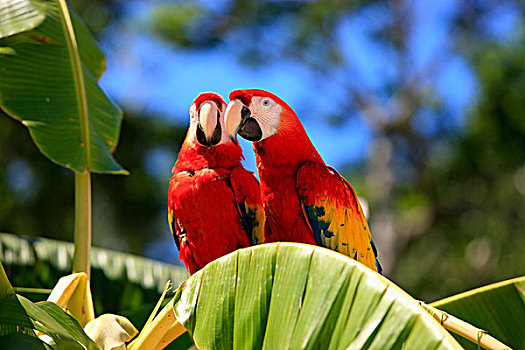 绯红金刚鹦鹉,成年,一对,香蕉树,洪都拉斯,加勒比海,中美洲,拉丁美洲