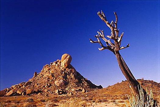 岩石构造,秃树,里希特斯韦德,国家,公园,南非