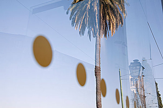 棕榈树,城市