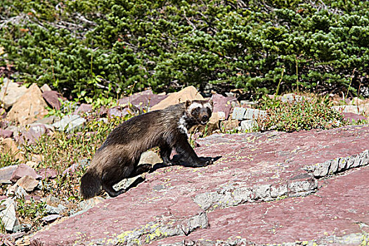 狼獾,冰川国家公园,蒙大拿