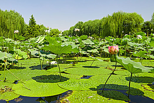 北京东升八家郊野公园里夏季的景色