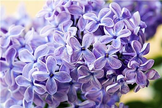 紫罗兰,花,丁香