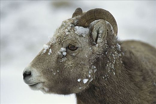 大角羊,肖像,冰,脸,落基山脉,北美