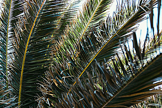 棕榈树,枝条,夏天,太阳,岛屿,福门特拉岛