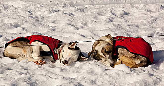 两个,雪橇狗,狗,外套,休息,睡觉,雪,太阳,卷曲,向上,室外,线缆,阿拉斯加,爱斯基摩犬,育空地区,加拿大