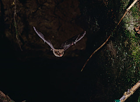 蝙蝠,飞,室外,洞穴