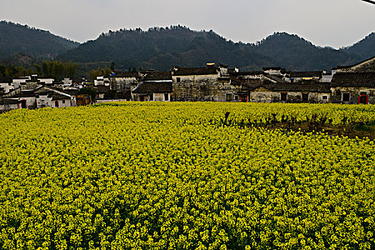 花海溢古村