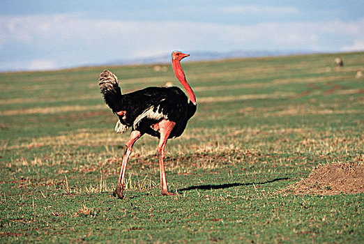 肯尼亚,马赛马拉国家保护区,风景,鸵鸟,走,大幅,尺寸