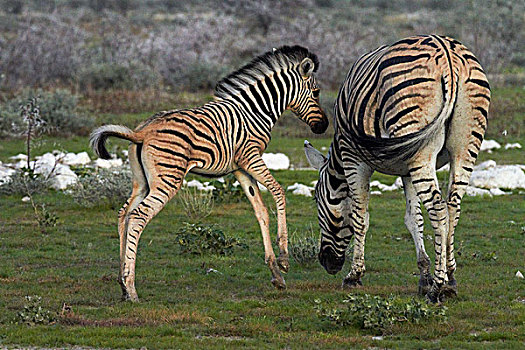 白氏斑马,小马,马,斑马,埃托沙国家公园,纳米比亚,非洲